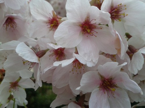 Cheshire Cherry Blossom