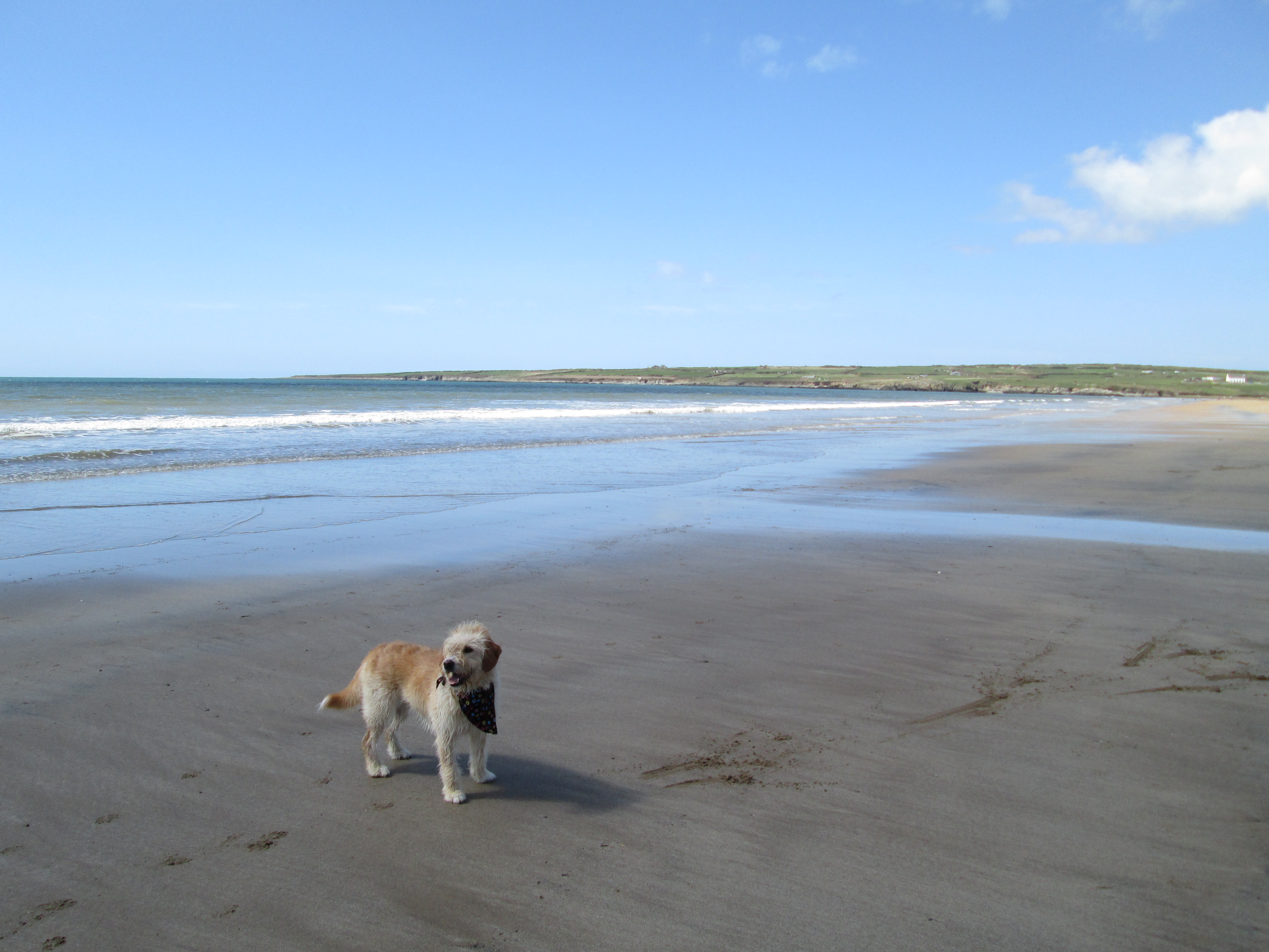 The Sea (and Pedro the SeaDog)