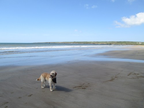 The Sea (and Pedro the SeaDog)